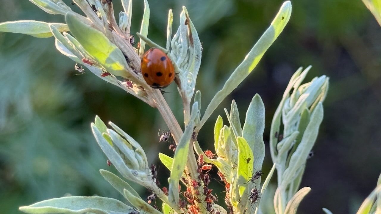 How to companion plant