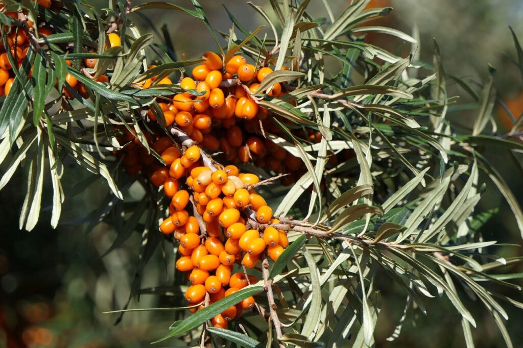 Bright orange berries on coastal sea buckthorn