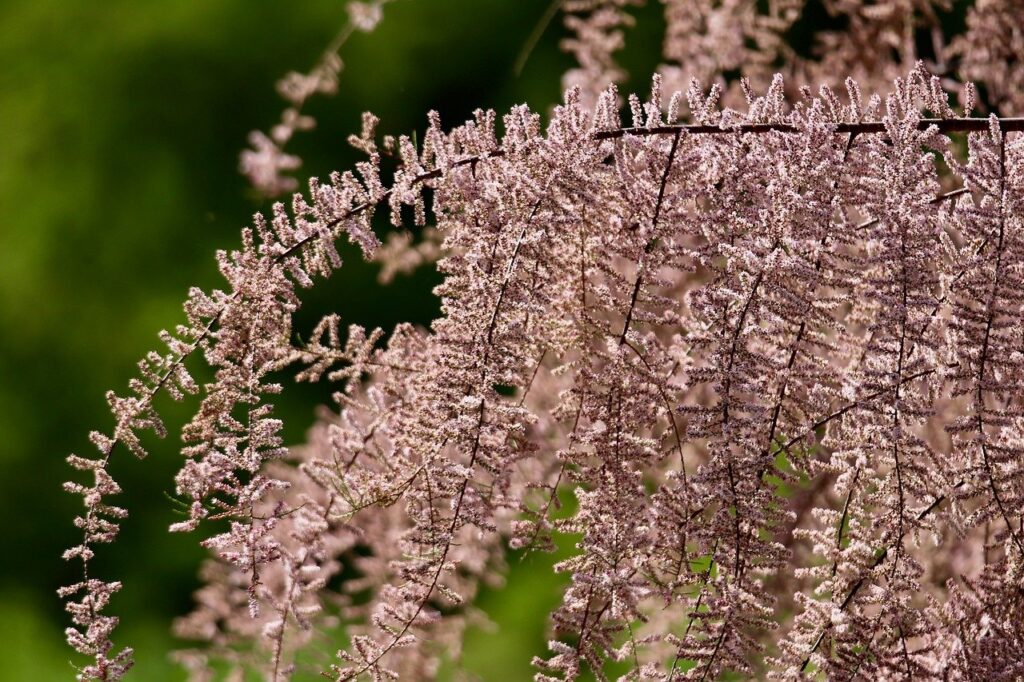 25 coastal plants