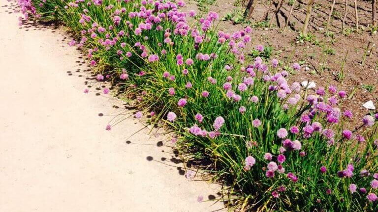 Pink thrift in a kitchen garden