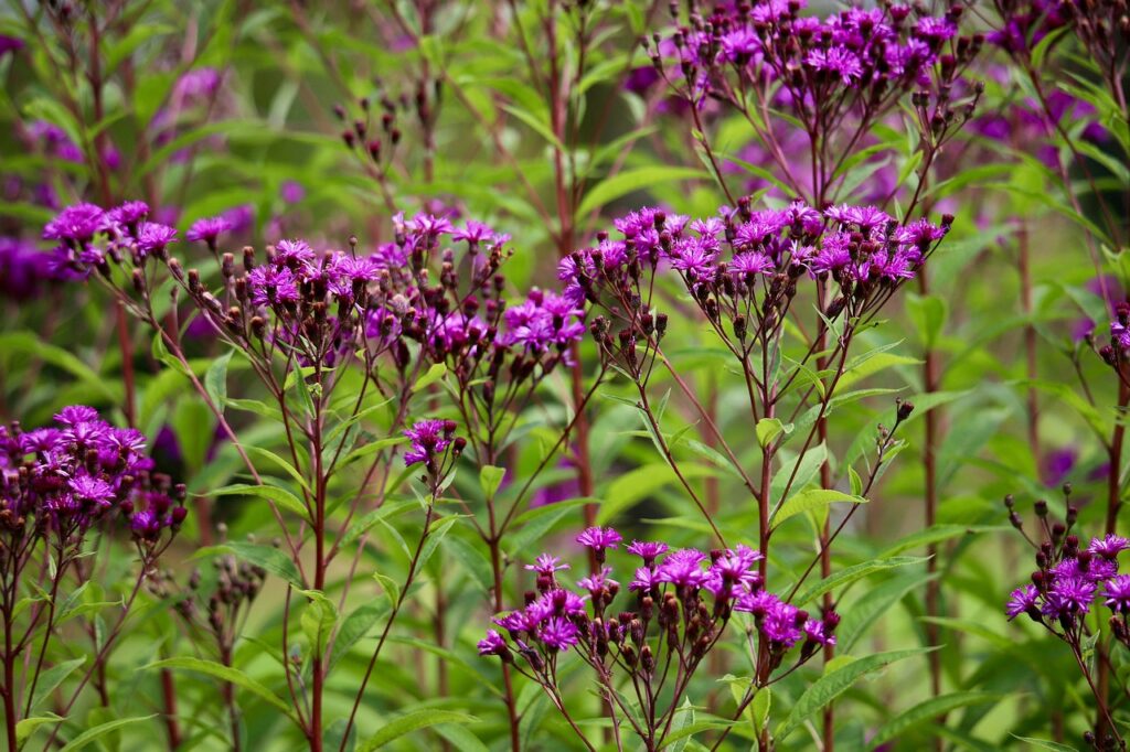 Herbaceous plants for late season colour