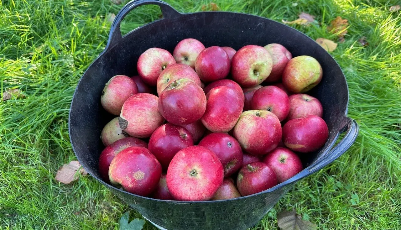 Apple butter recipe