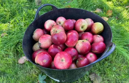 Apple butter recipe