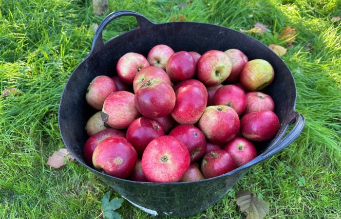 Apple butter recipe