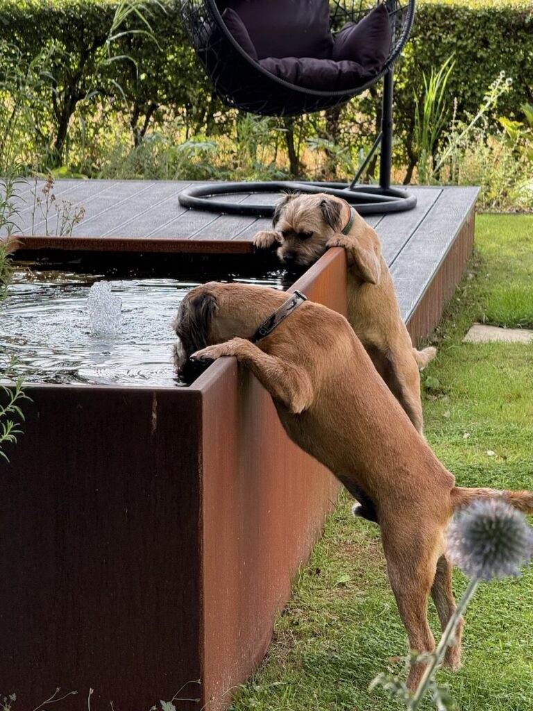 Dog friendly garden design guide