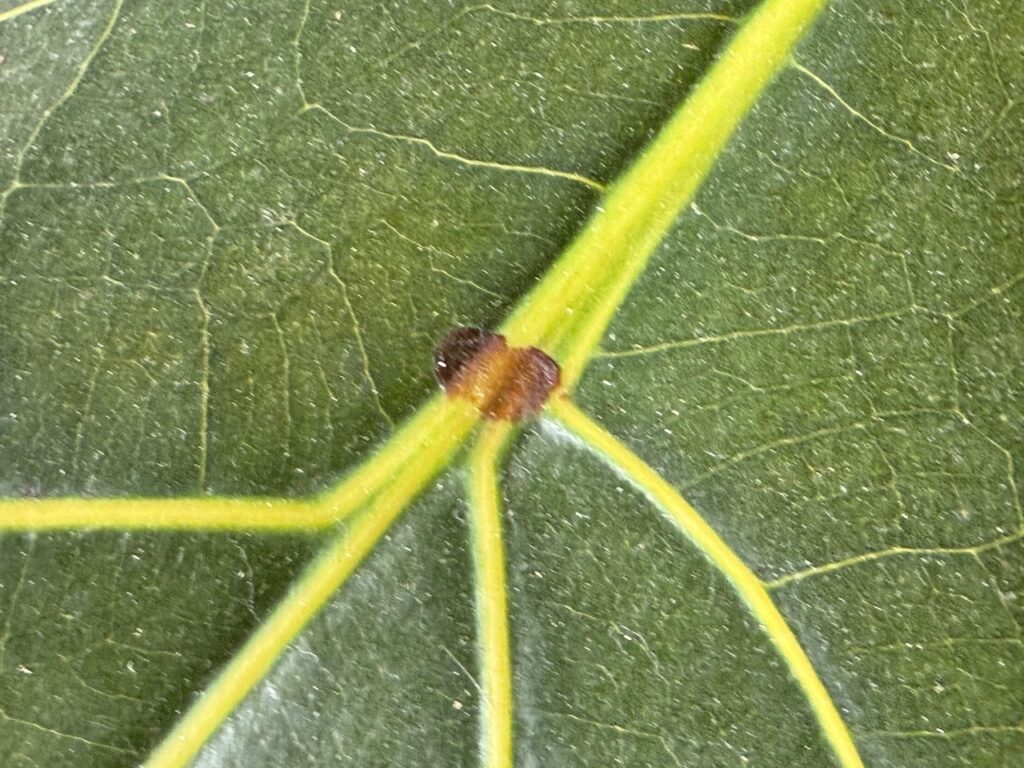 The start of black spot