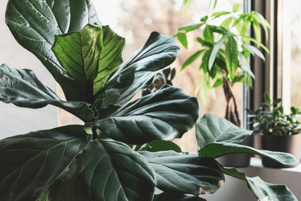Fixing brown spots on ficus