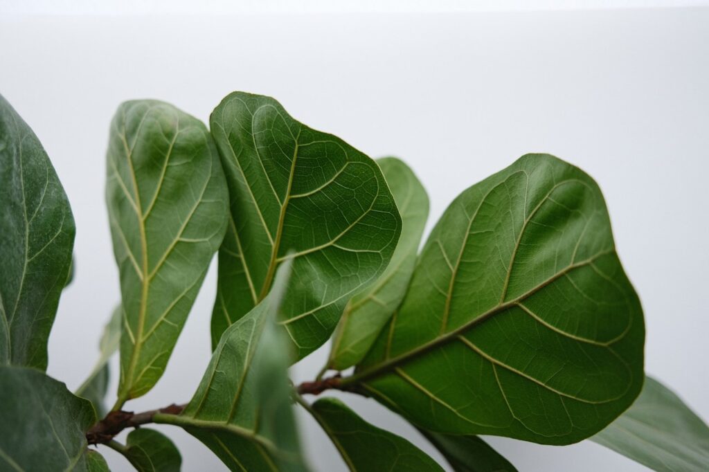 Fiddle leaf care guide
