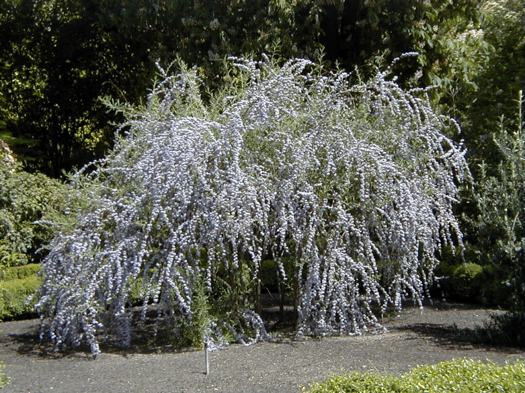 Weeping Buddleja
