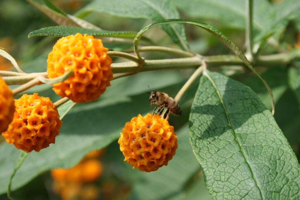 How to prune buddleja