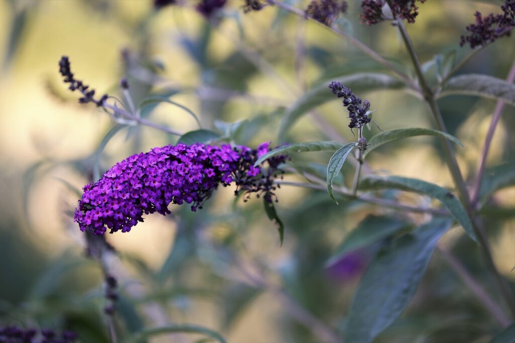 How to prune buddleja
