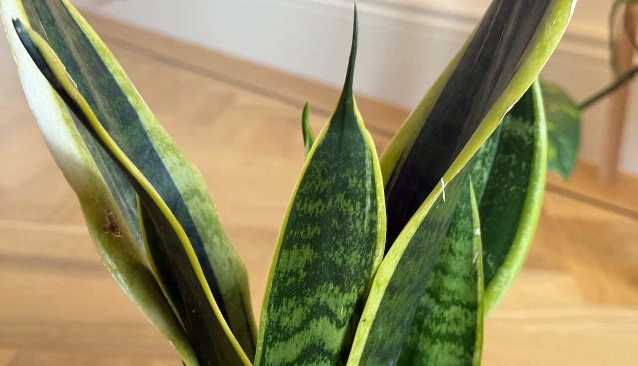 Snake plant care guide