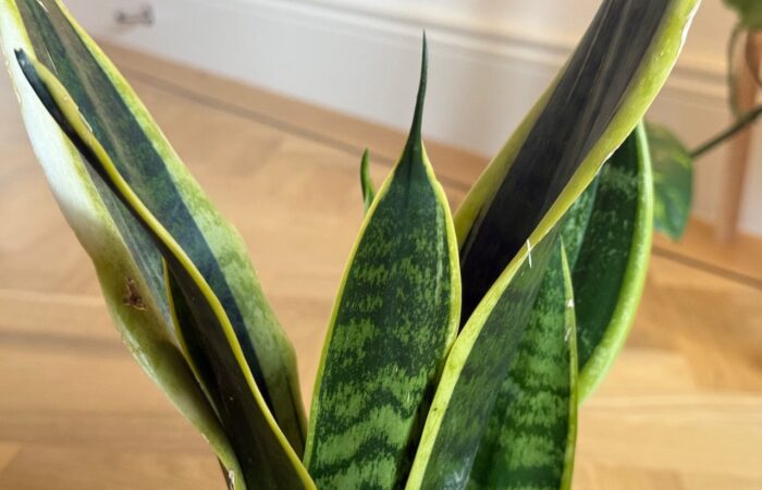 Snake plant care guide