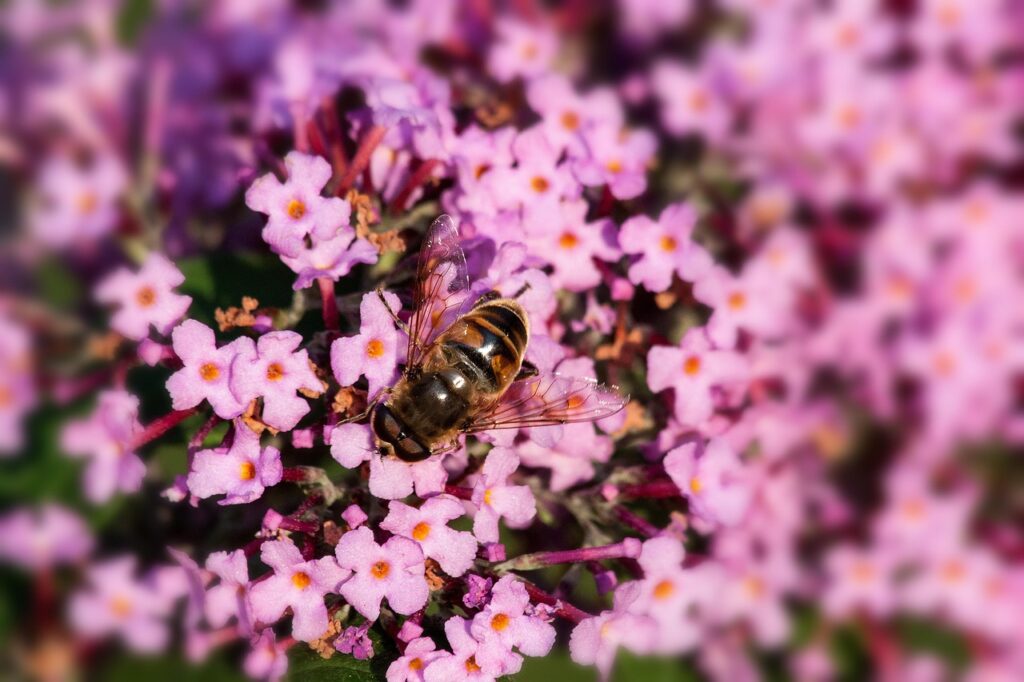 Guide to buddleja pruning