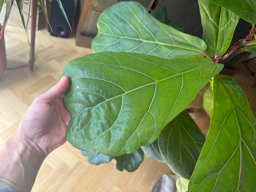 Brown spots on fiddle plant