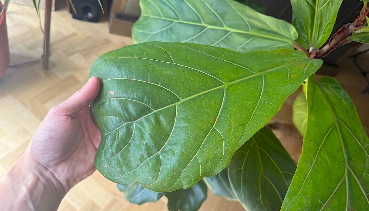 Brown spots on fiddle plant