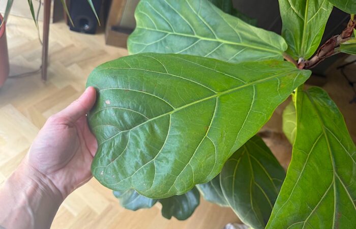 Brown spots on fiddle plant