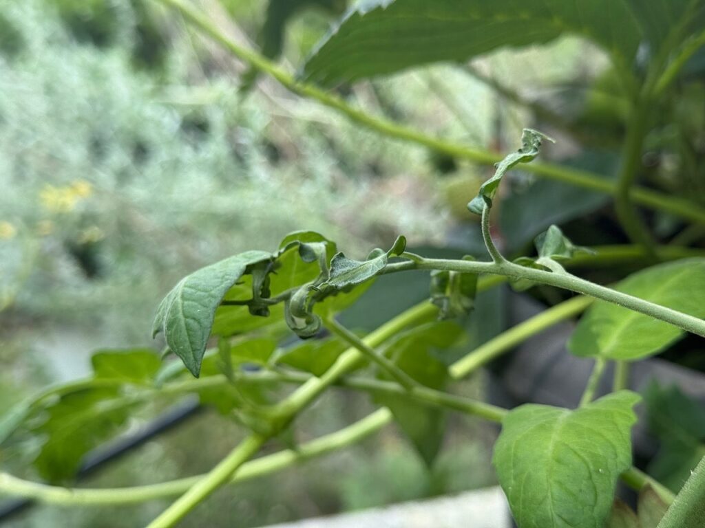 Leaf curl on tomato