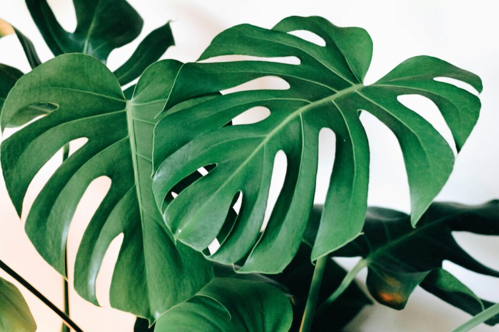 Monstera yellowing guide