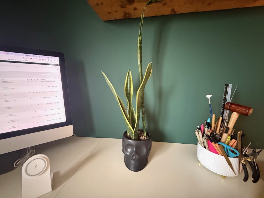 A healthy snake plant