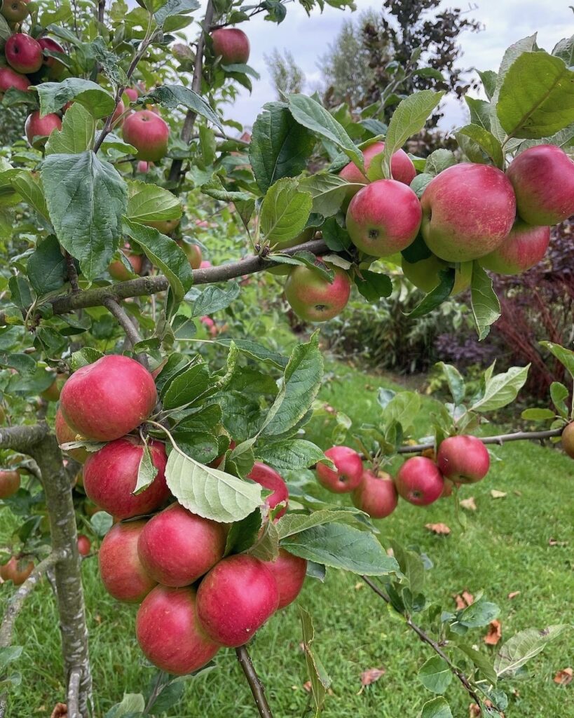 What to do with apples