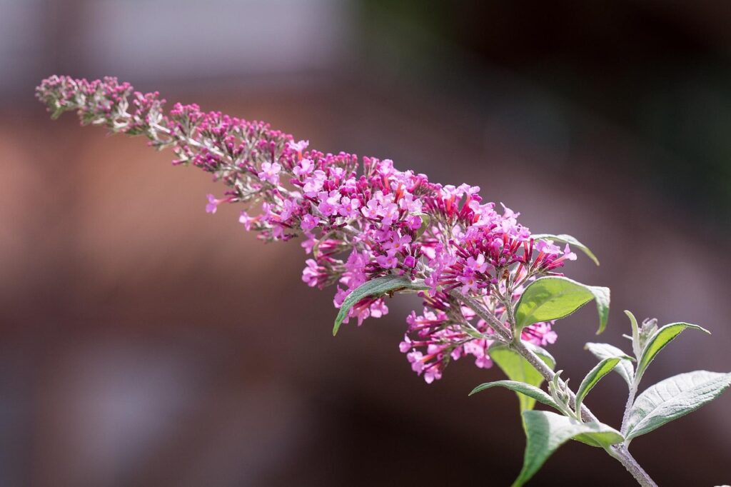 How to prune buddleja