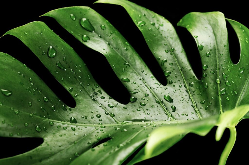 Healthy monstera leaves