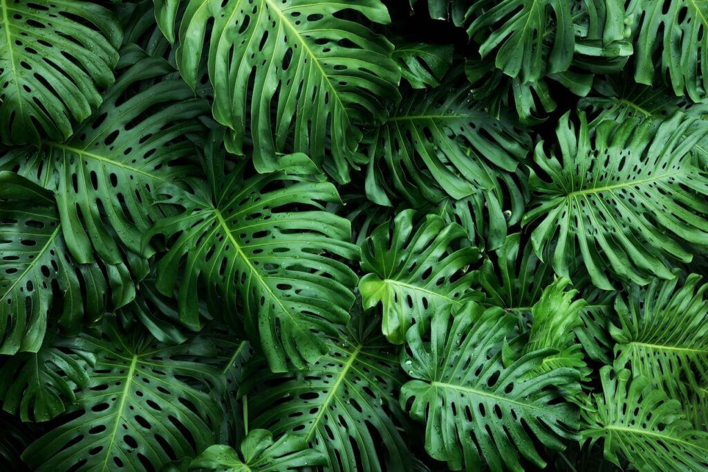 Monstera turning yellow