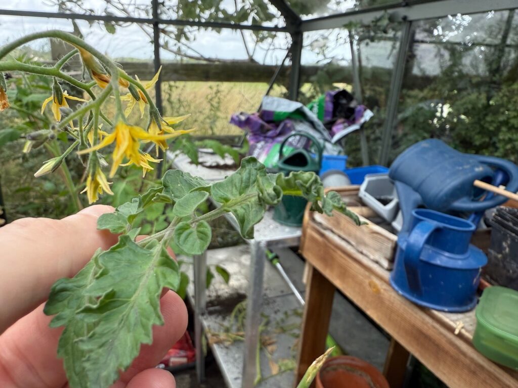 How to fix leaf curling on tomatoes