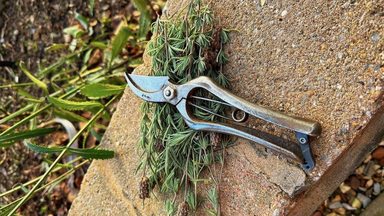 Sharp secateurs for lavender pruning