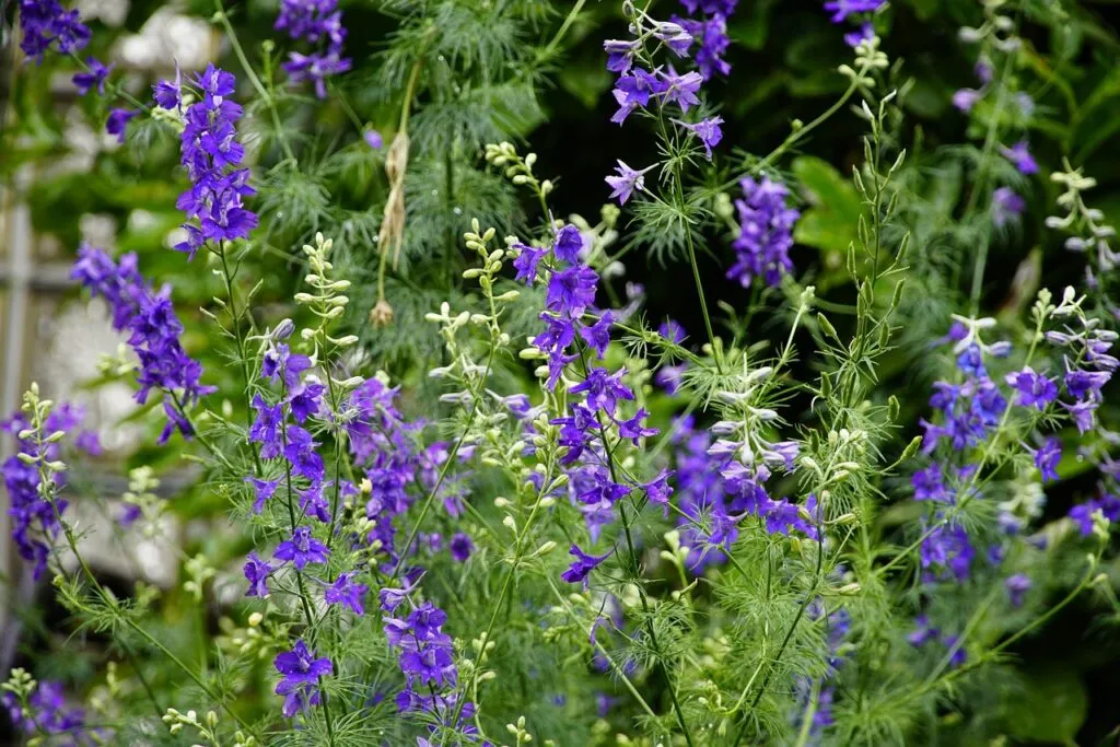What to grow in september
