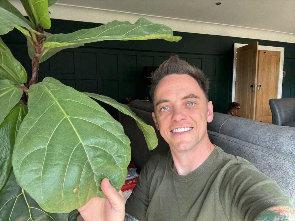 Lee Burkhills fiddle leaf tree