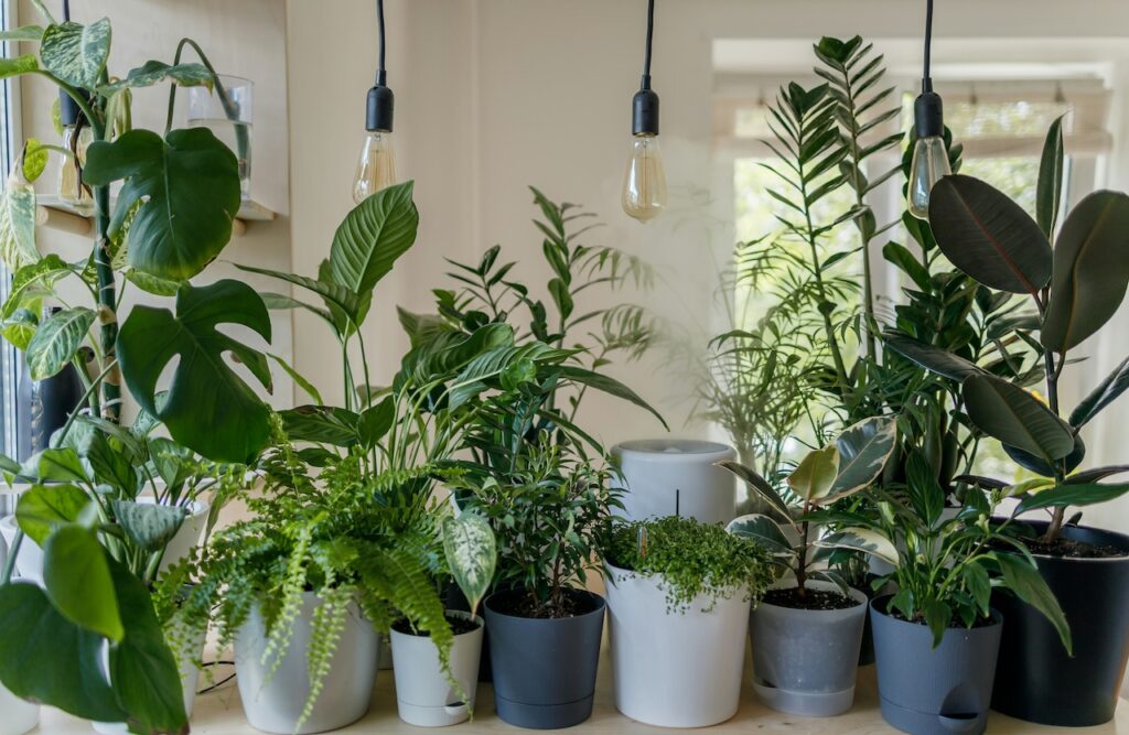 How to stop monstera yellowing