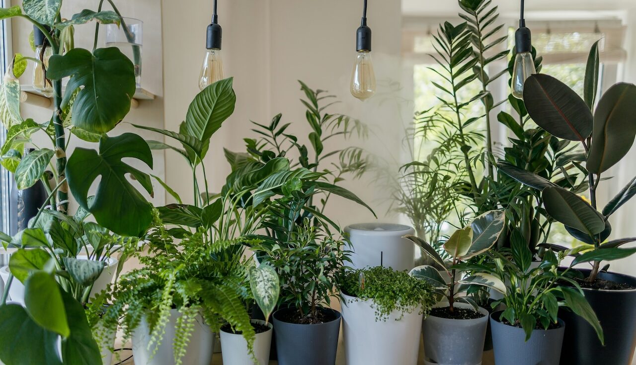 How to stop monstera yellowing