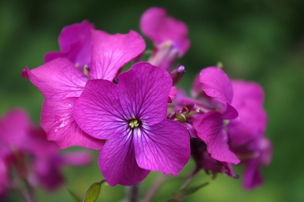 Honesty flowers