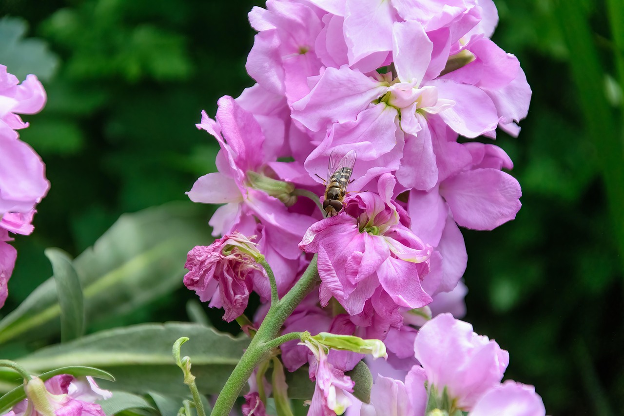 Pink scented Brompton stock flowers