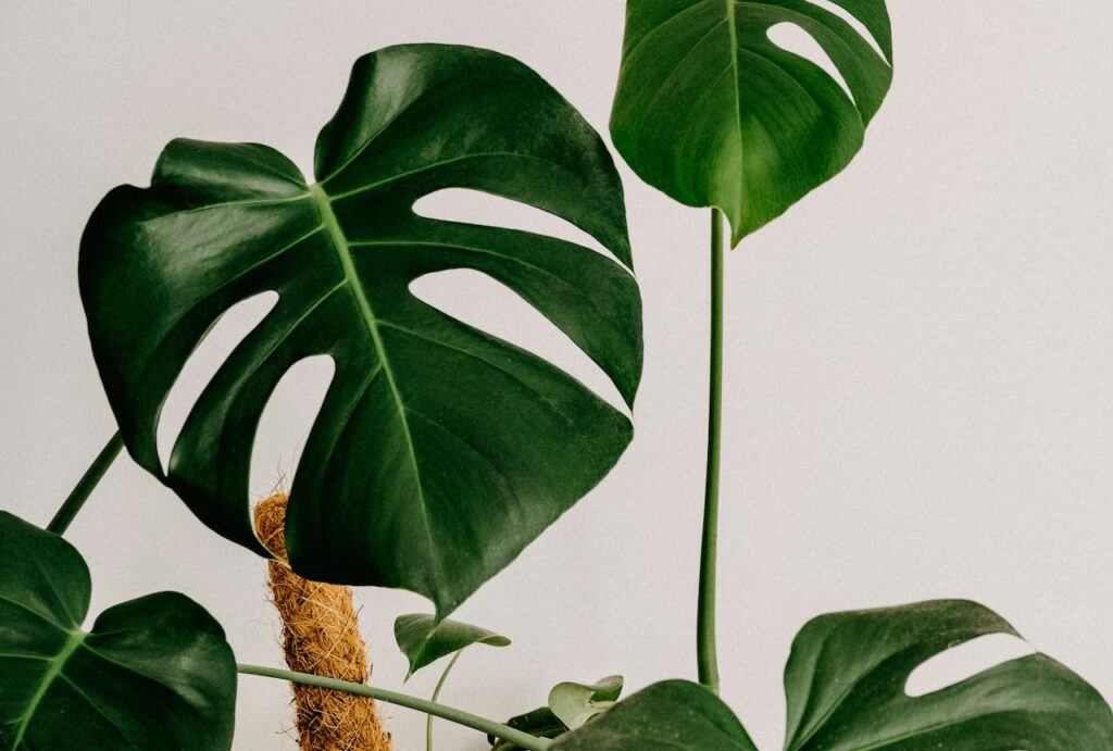 Why monstera drop their leaves