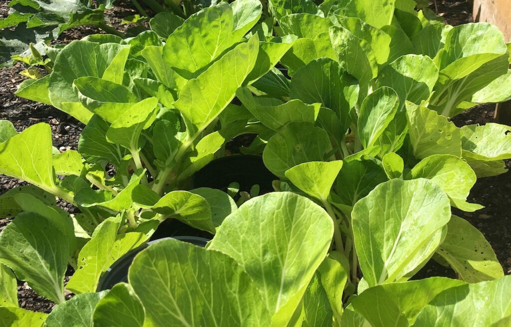 What to grow in august