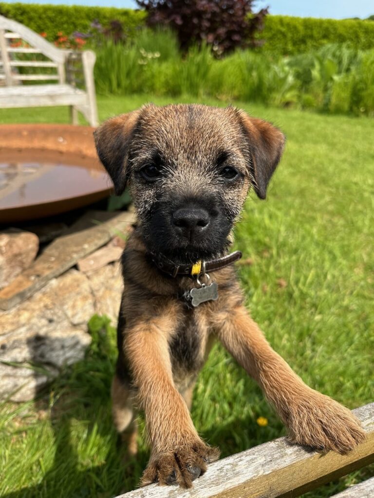 Gardens for dogs