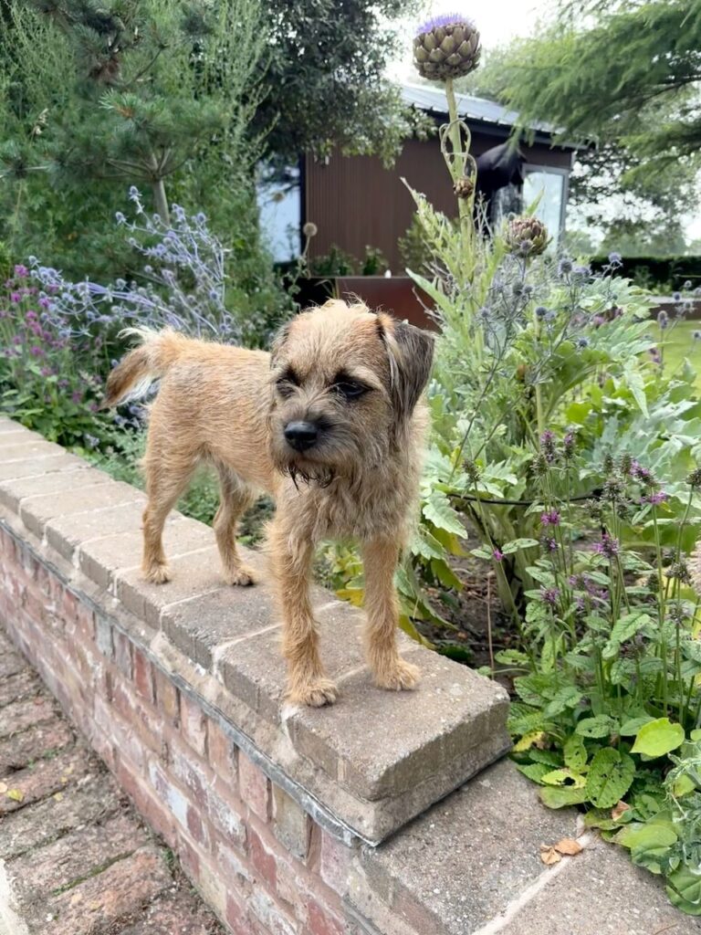 Dog friendly garden design and plants