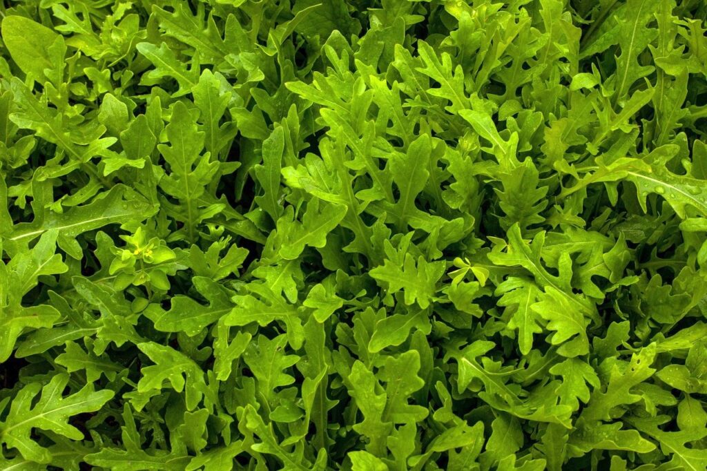 quick crops to sow in august