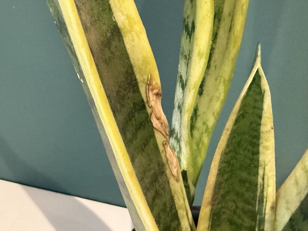 Snake leaf damage