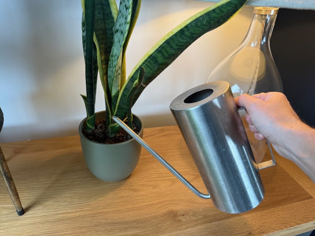 Overwatering a snake plant