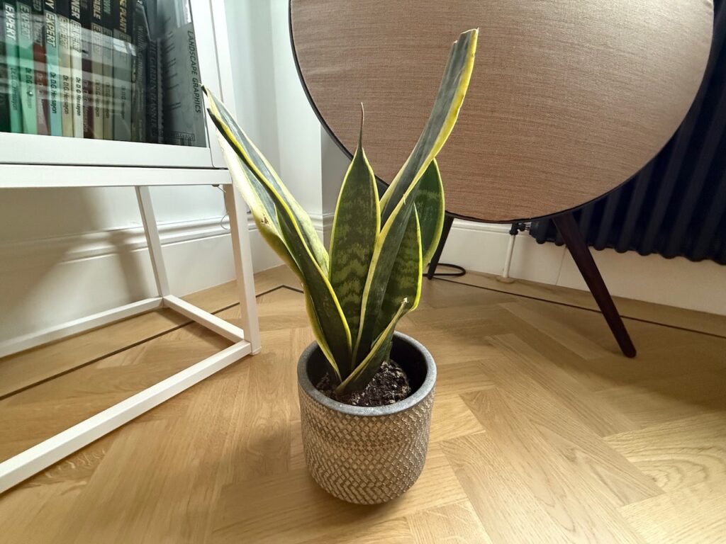 Snake plant care guide