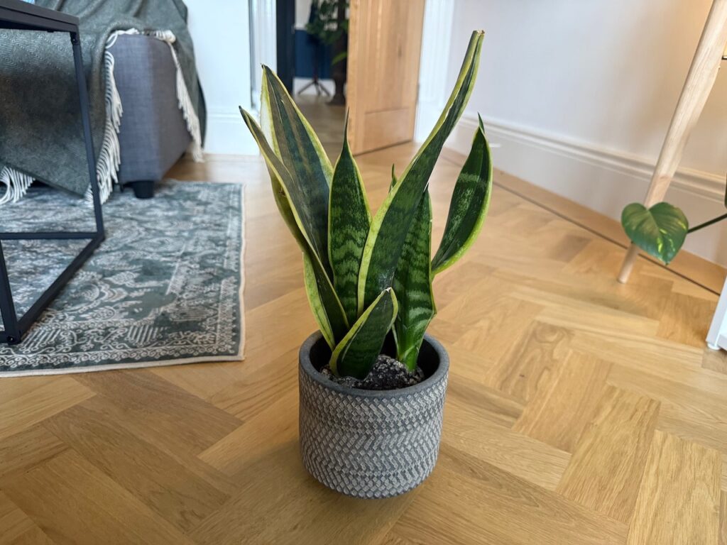 Drooping snake plants