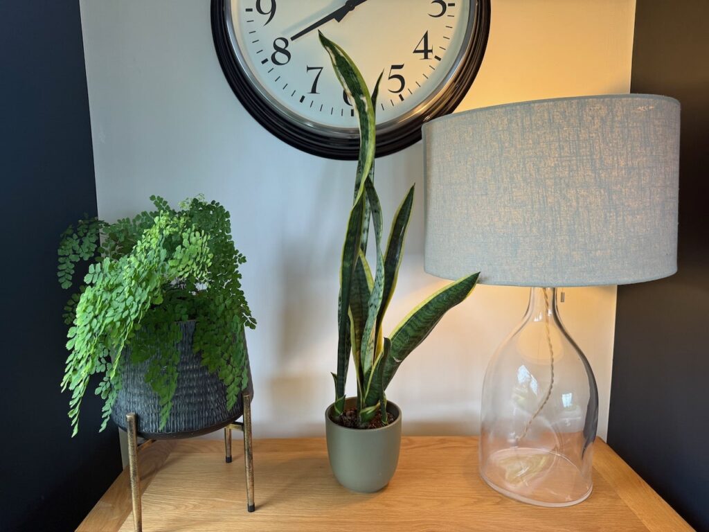 Temperature stress and snake plants