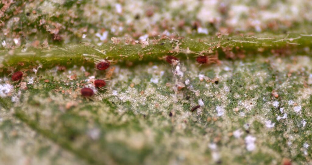 Spider mites