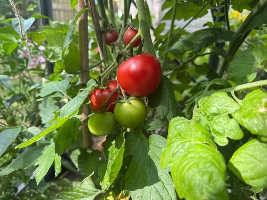 Tomato leaf curl guide
