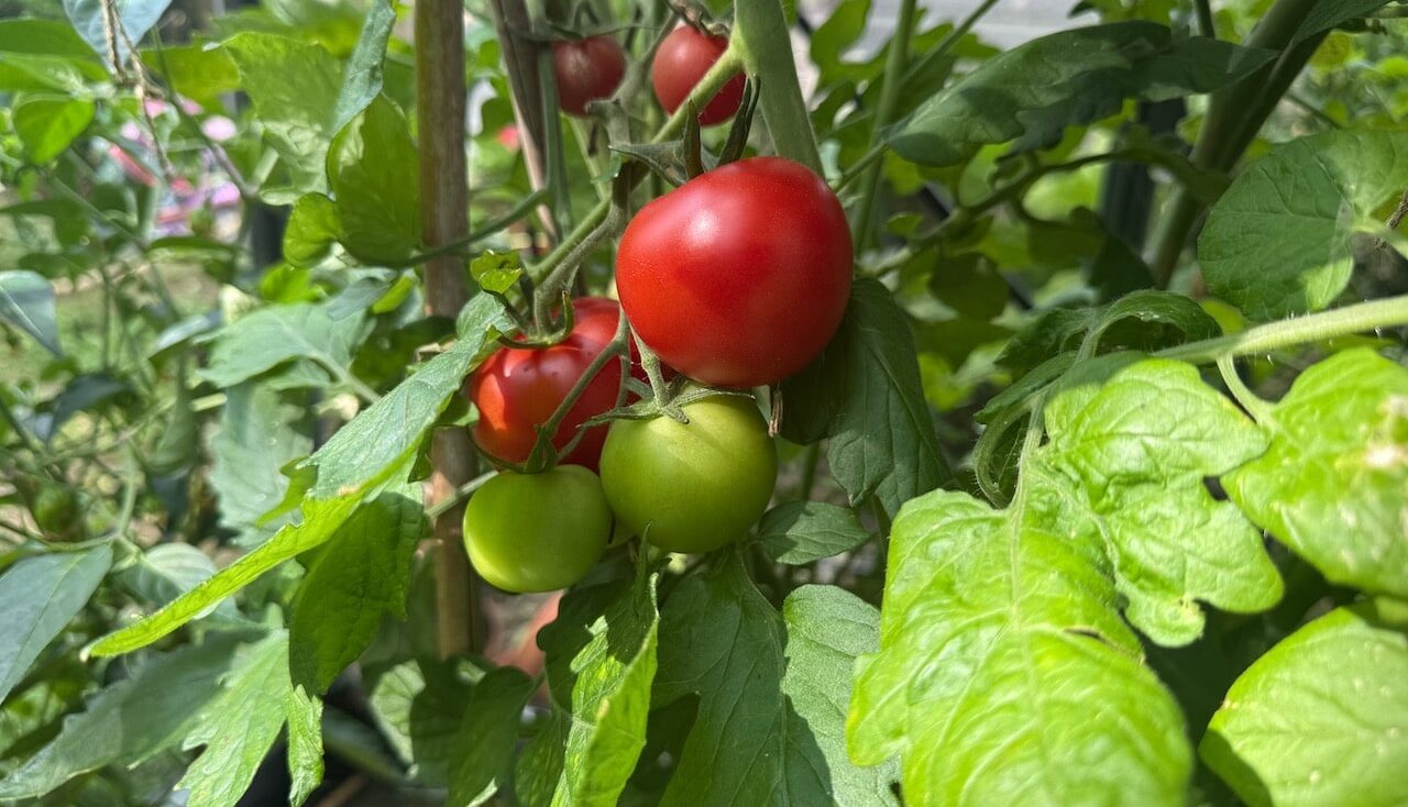 Tomato leaf curl guide