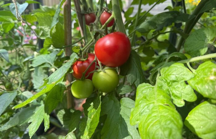 Tomato leaf curl guide